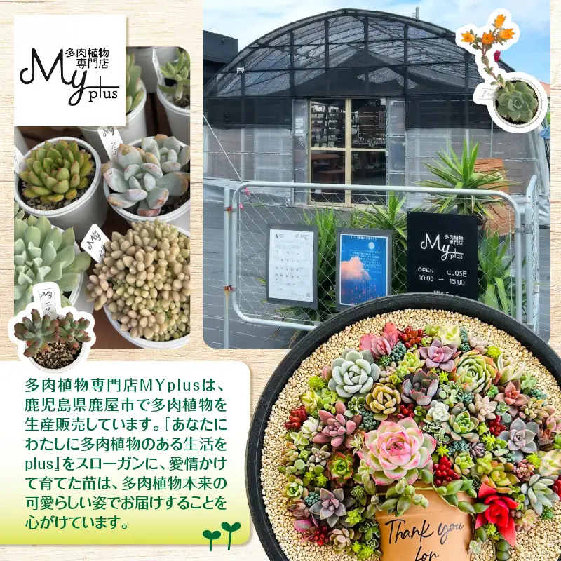 おまかせ 多肉植物 アソート 【 3種 】 KN169-002-01 植物