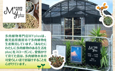 おまかせ 多肉植物 アソート 【 6種 】 KN169-002-02 植物