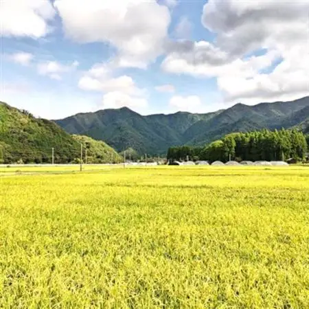 令和7年産　吉賀町広石産きぬむすめ　清流高津川のお米　精米5kg【1679139】