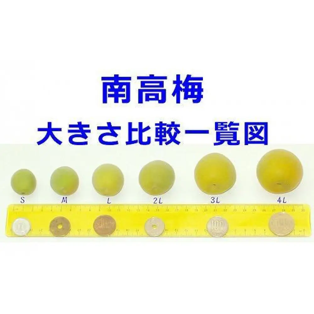 ［梅干・梅酒用］小粒（SまたはM－3Kg）熟南高梅＜2026年6月下旬～7月中旬発送予定＞フルーツ 果物 くだもの 食品 人気 おすすめ 送料無料［ART20］