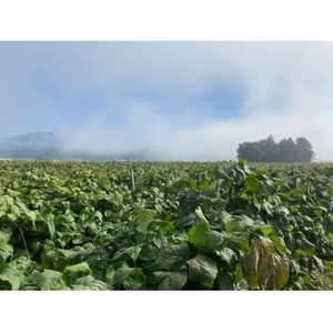 丹波篠山黒豆プリンと川北黒大豆のセット川北黒大豆 兵庫県 丹波篠山市産 黒豆 お菓子 スイーツ デザート [BT41]