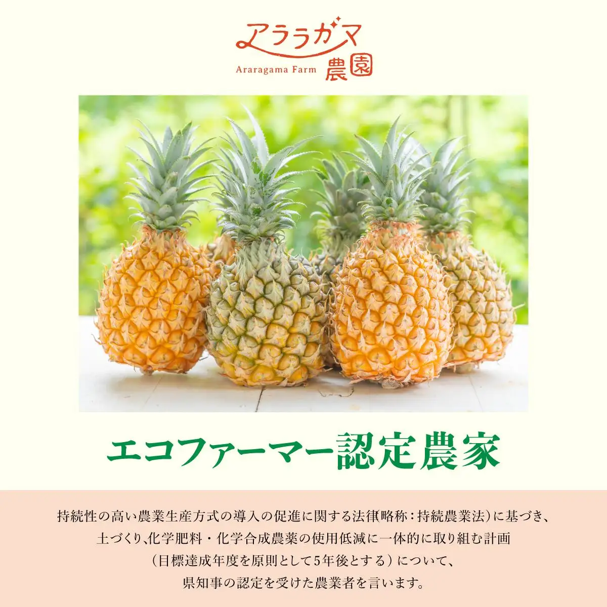 パイナップルの最高峰ゴールドバレル1.5kg(1玉)