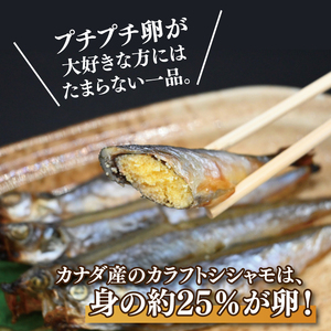 【数量限定】シシャモ シシャモフライ セット 訳あり ワケアリ 子持ちシシャモ カラフトシシャモ カラフトししゃも ししゃも 2kg 簡単調理 フライ 冷凍 魚介類 大洗 時短_AV019