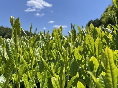 【高島屋選定品】＜川原製茶＞煎茶と急須セット 玉露・深蒸し煎茶 三重県 多気町 TSY-04-05