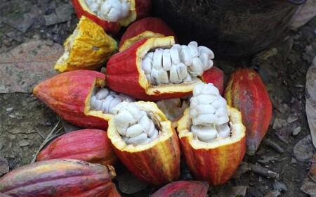 世界を変えるカカオ The Cacao Roll （１本） カカオ ロールケーキ ケーキ チョコ チョコレート チョコケーキ スイーツ グルメ デザート ギフト お取り寄せ お祝い 人気 おすすめ 冷凍