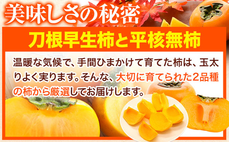 柿 たねなし柿 約7.5kg