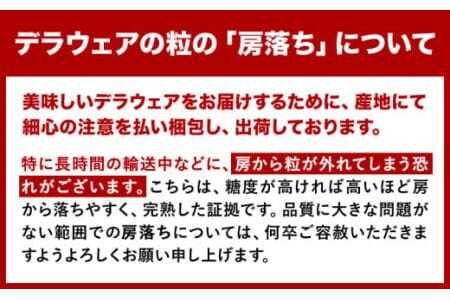 デラウェア 厳選デラウェア 約500g