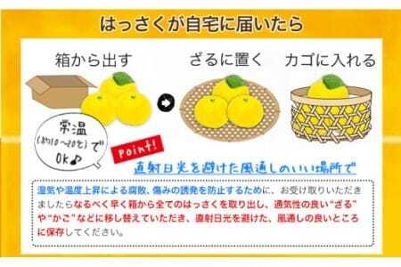 はっさく八朔 約9kg