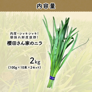 【先行予約】【12月から発送】肉厚・シャキシャキ! 朝採れ鮮度抜群! 櫻田さん家のニラ 2kg(100g×10束×2セット) SMCS002