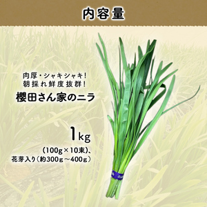 【先行予約】【2026年7月から発送】肉厚・シャキシャキ! 朝採れ鮮度抜群! 櫻田さん家のニラ 1kg(100g×10束)、花芽入り（約300ｇ～400ｇ）SMCS003