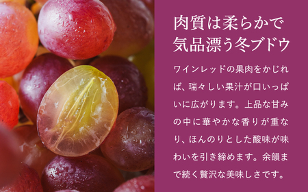 【2026年先行予約】数量限定 訳あり 豊岡ぶどう「紫苑」 約300g×4パック／ 紫苑  しえん ブドウ 葡萄 訳ありぶどう 大粒 強い甘み 爽やかな酸味 新鮮 果物 産地直送 くだもの フルーツ 上品 香り