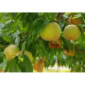 岡山市産 清水白桃 ご家庭用 大玉3玉 ＜2026年7月上旬～8月下旬頃出荷＞