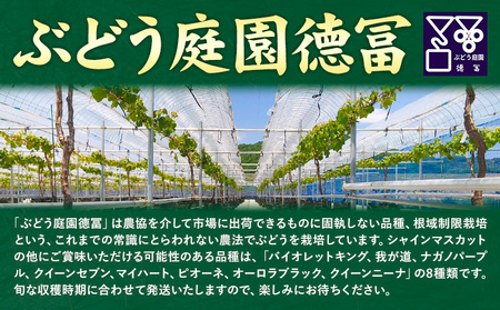 【2026年発送】シャインマスカット ぶどう 岡山県産 シャインマスカットと旬のぶどうセット 約1kg 2房 Grapes garden goat《2026年8月中旬～10月上旬頃に出荷予定(土日祝除く)》岡山県矢掛町 葡萄 果物 優品 スイーツ フルーツ デザート