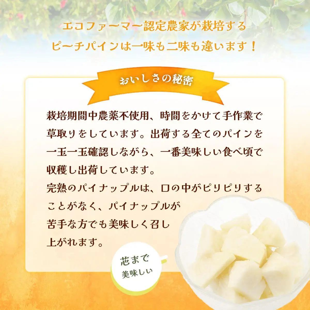 西表島の完熟ピーチパイン 3kg (3~4玉)