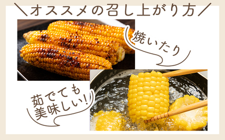 【令和8年6月中旬発送開始】トウモロコシ １０本 家庭用 yr-0076