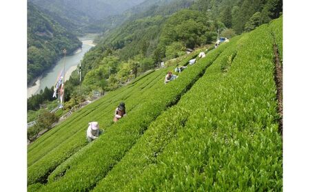 長野県で生産する希少で良質な「浅蒸し茶」 中井侍銘茶（一袋100g入り）5袋セット