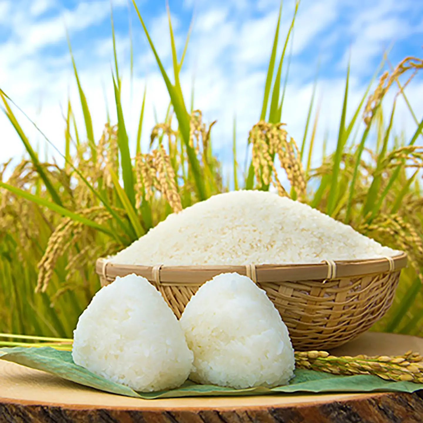 令和7年産 夢しずく5kg 白米 / 白米 / 白川製茶園 [41AIAB016]