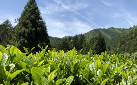 【先行予約】2026年6月頃順次発送 長野県天龍村・中井侍地区のお茶  中井侍銘茶3袋