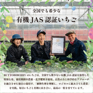 いちご 冷凍 オーガニック 1kg A品 いちご