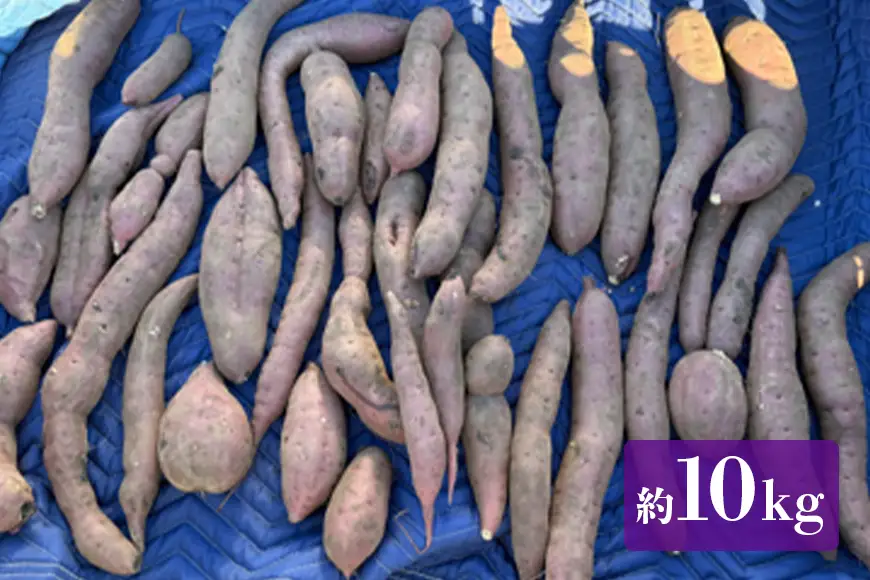 訳あり品！茨城県産熟成べにはるか 約10kg さつまいも サツマイモ 芋 いも 茨城県 那珂市 B15-006