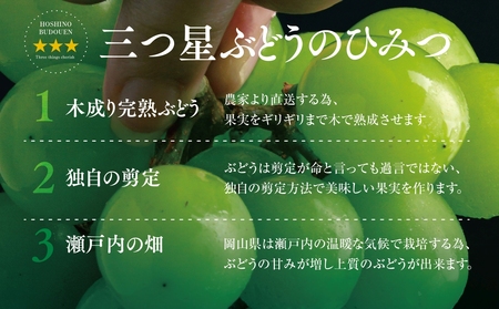 【先行受付】星乃シャインマスカット 数量限定 (岡山県産) 2房(1.3kg以上)【配送不可地域：離島・北海道・沖縄県】【1418970】
