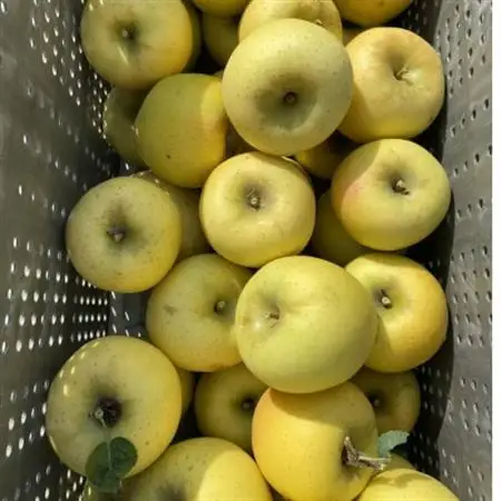 シャキシャキ!サクサク!シナノゴールド 家庭用 約5kg【1660785】