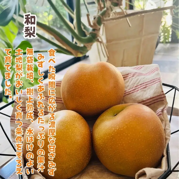 ［先行予約・2026年発送］朝採れ完熟シャインマスカットと和梨 大満足セット 約4kg