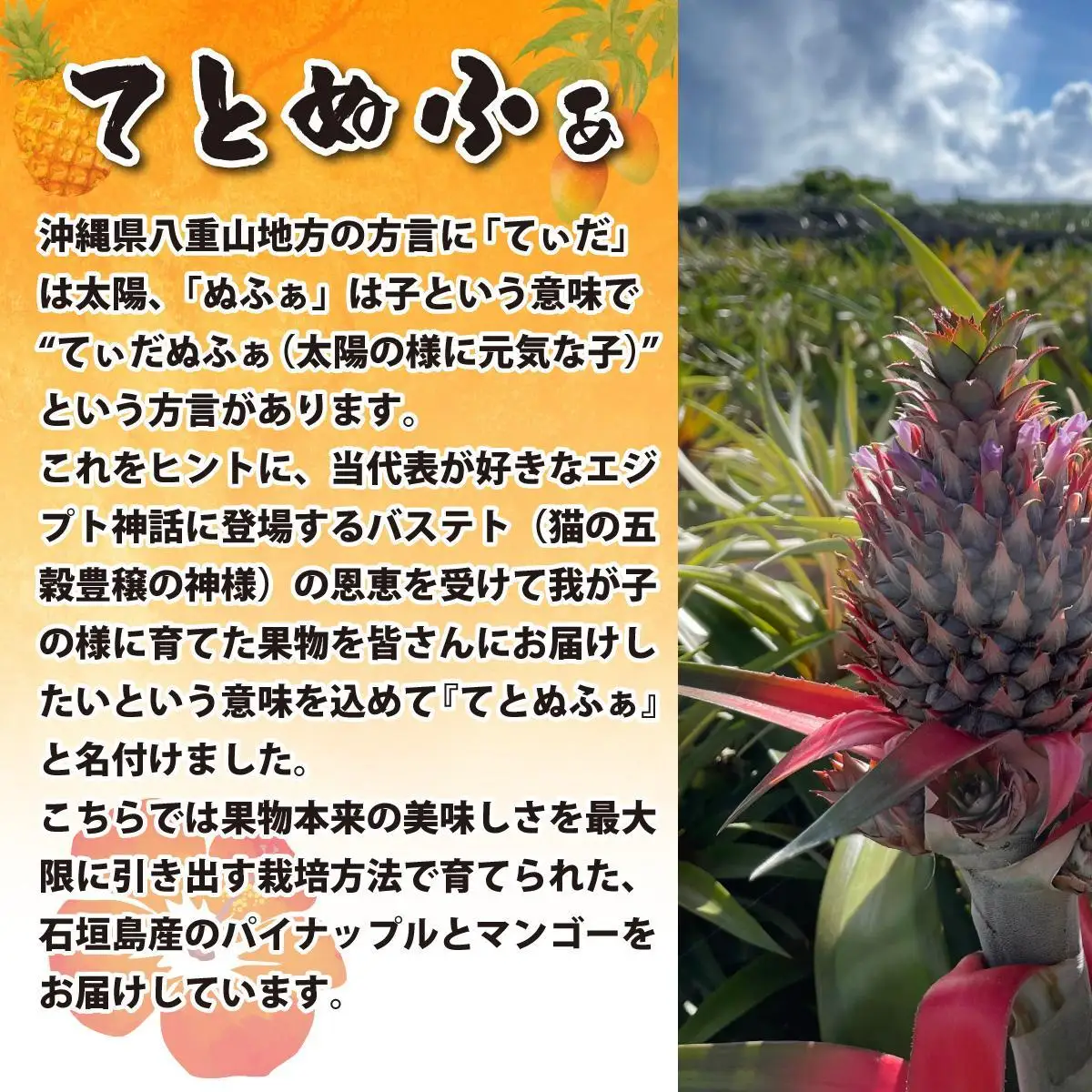 石垣島産 希少な国産『ナムワバナナ』を贅沢に1房丸ごと約1.5-2kg（12-20本） TF-102_R8