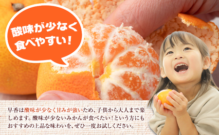 【先行予約】みかん 早香 5kg みかん 柑橘