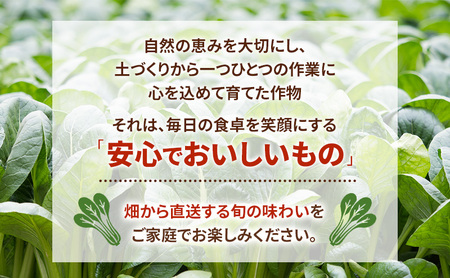 静岡県島田市産 小松菜200g×15袋　野菜 やさい こまつな 旬 国産 産地直送 詰合せ 静岡県 島田市