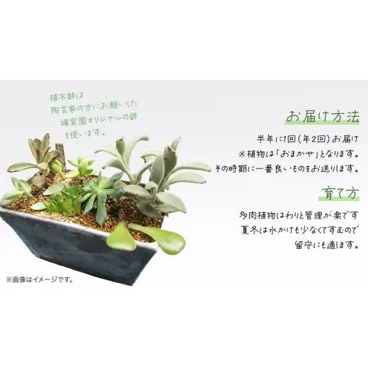 寄せ植え 多肉植物 デラックス 【 半年に1回お届け（全2回お届け）】 