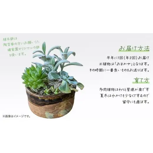 寄せ植え 多肉植物 【 半年に1回お届け（全2回お届け）】 