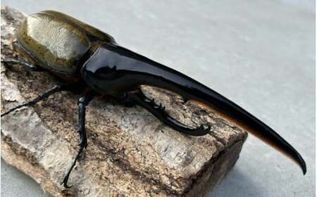 ヘラクレスオオカブト 成虫ペア オス（150mm台）メス（60mm以上） / ヘラクレス カブトムシ 昆虫 真庭市 【hrkrs001-01】