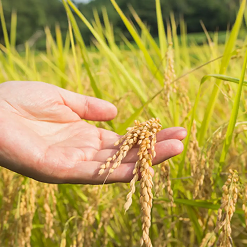 コシヒカリ　喜多方市産　極献上コシヒカリ　白米5kg　米　【07208-0730】