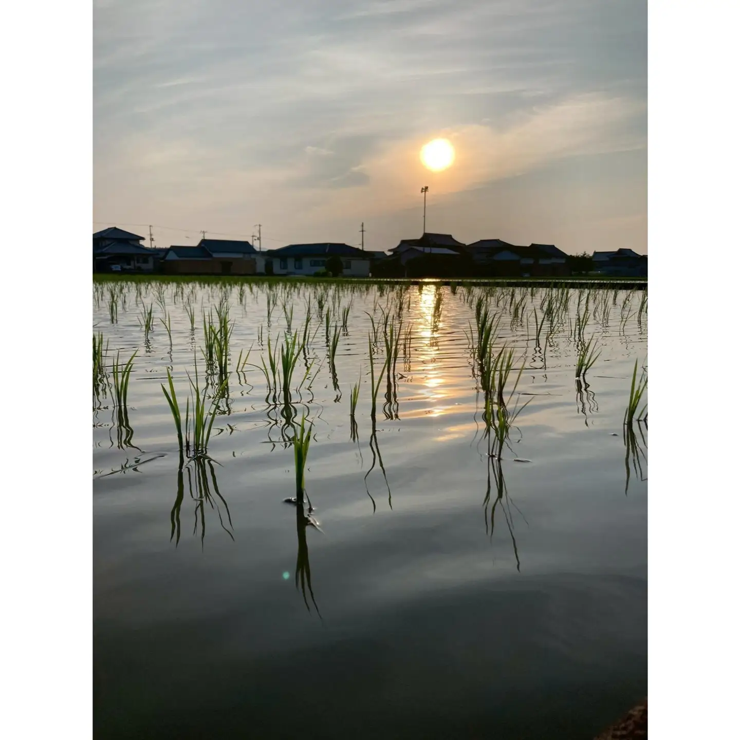 Root  Farmの令和7年度産　ヒノヒカリ玄米5kg×2袋　有機JAS認証