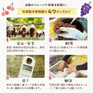 【先行予約】【数量限定】【令和8年産】大粒 ぶどう 詰合せ 4種類 2.5kg 4房 品種おまかせ 2026年9月15日～9月30日頃お届け予定