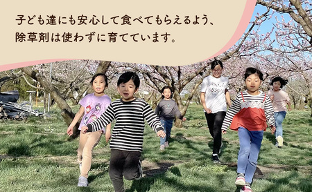 【2026年発送先行予約】　長野県小諸市産桃　約3kg（9～12玉） ギフト用　【Family farm 柏の葉】