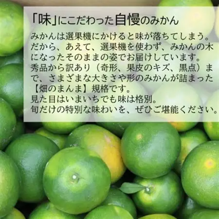 【先行受付】9月からみかんが楽しめる!極早生みかん YN26 約5kg(2026年9月中旬～出荷)【1680031】