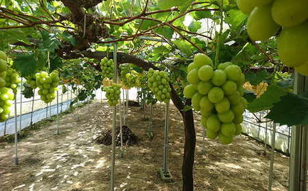 ぶどう 2026年 先行予約 シャインマスカット 700g以上 1房 盛夏 葡萄 岡山県 赤磐市産 フルーツ 果物 あかいわファーマーズガーデン 果物類