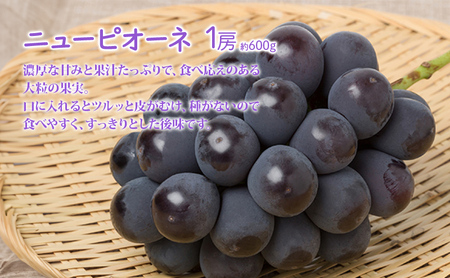 桃 ぶどう 詰合せ 2026年 先行予約 清水 白桃 2玉（1玉250g以上） ニュー ピオーネ 1房 約600g 岡山県 赤磐市産 フルーツ 果物 あかいわファーマーズガーデン