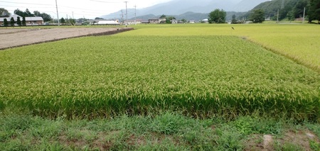 コシヒカリ白米5kg   こめ 精米 1袋 ブランド米 モミで保存 香り 甘い 粘り 山梨県 北杜市  [h331]