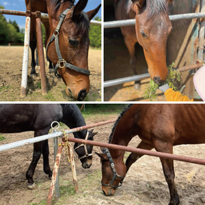 Shiina Riding Club　ビジター乗馬体験40分【茨城県 北茨城市 アクティビティ おでかけ レンタル 体験 チケット 馬】（DA003）