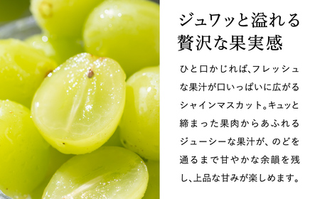 【2026年先行予約】豊岡ぶどう シャインマスカット ２箱  約4kg / 豊岡ブドウ 産地直送 糖度が高い 濃厚 甘味 上品な香り 歯切れの良い 皮ごと 食べられる 減農薬 シャイン マスカット ぶどう ブドウ 葡萄 果物 くだもの フルーツ ふくい農園