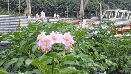兵庫安心ブランド・キタアカリS～L混合サイズ約5㎏ 栽培期間中農薬・化成肥料不使用 | じゃがいも 野菜 国産 こだわり栽培 兵庫県 上郡町