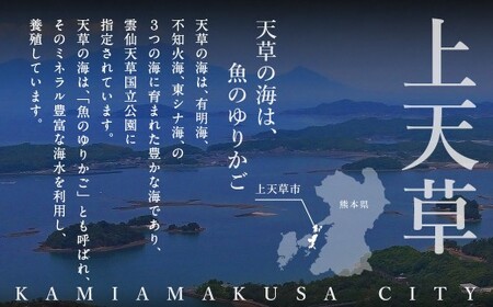 【2回定期便】【極】季節めぐり定期便3 ふぐ フグ 河豚 とらふぐ トラフグ てっさ てっちり うなぎ ウナギ 鰻 熊本県 上天草市