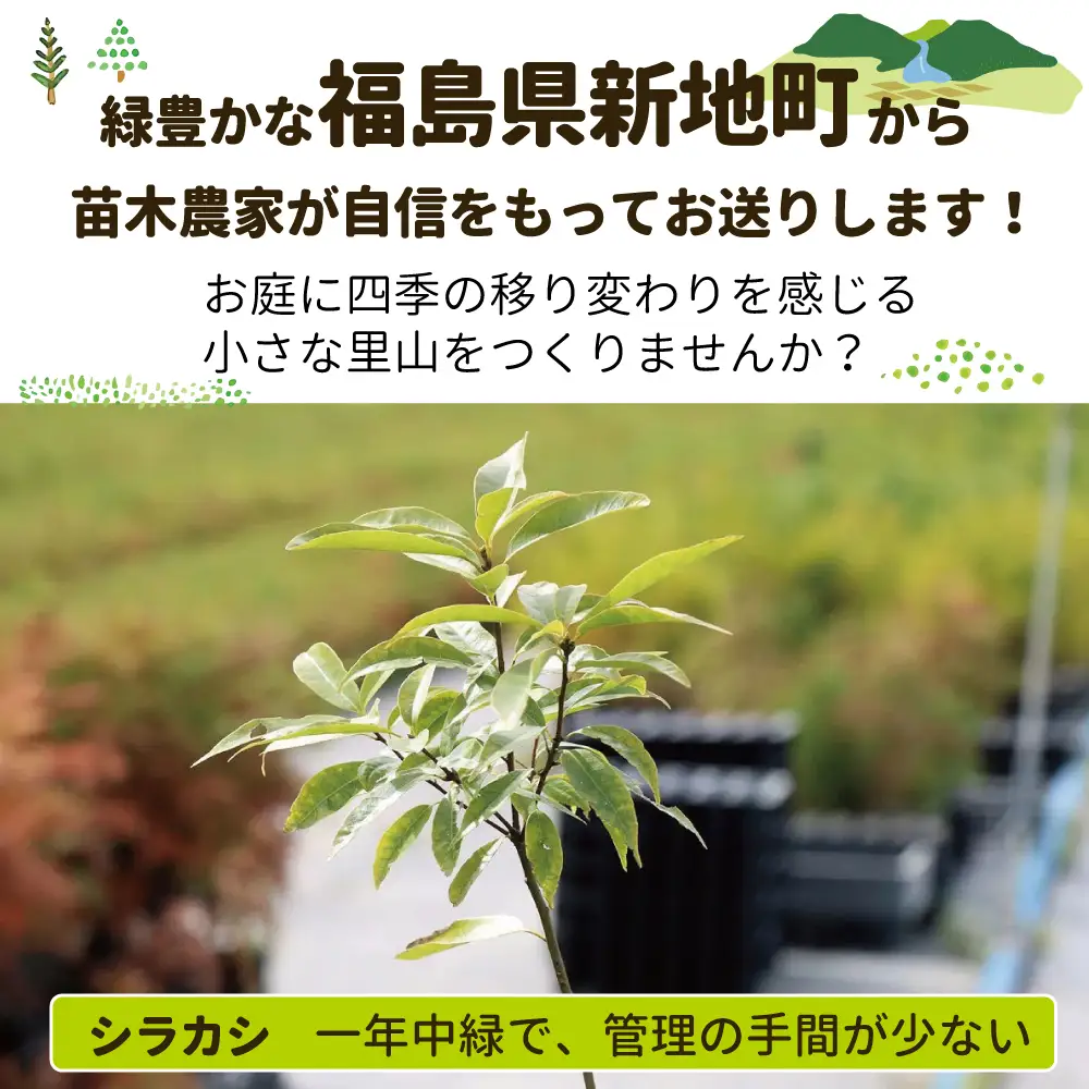 新地町産 苗木３種セット（シラカシ・コナラ・クヌギ） | 木 苗 人気 おすすめ 送料無料 里山 白樫 しらかし こなら くぬぎ 樟 お取り寄せ 福島県 新地町 庭木 庭 カブトムシ クワガタ 森林 庭木 訳あり