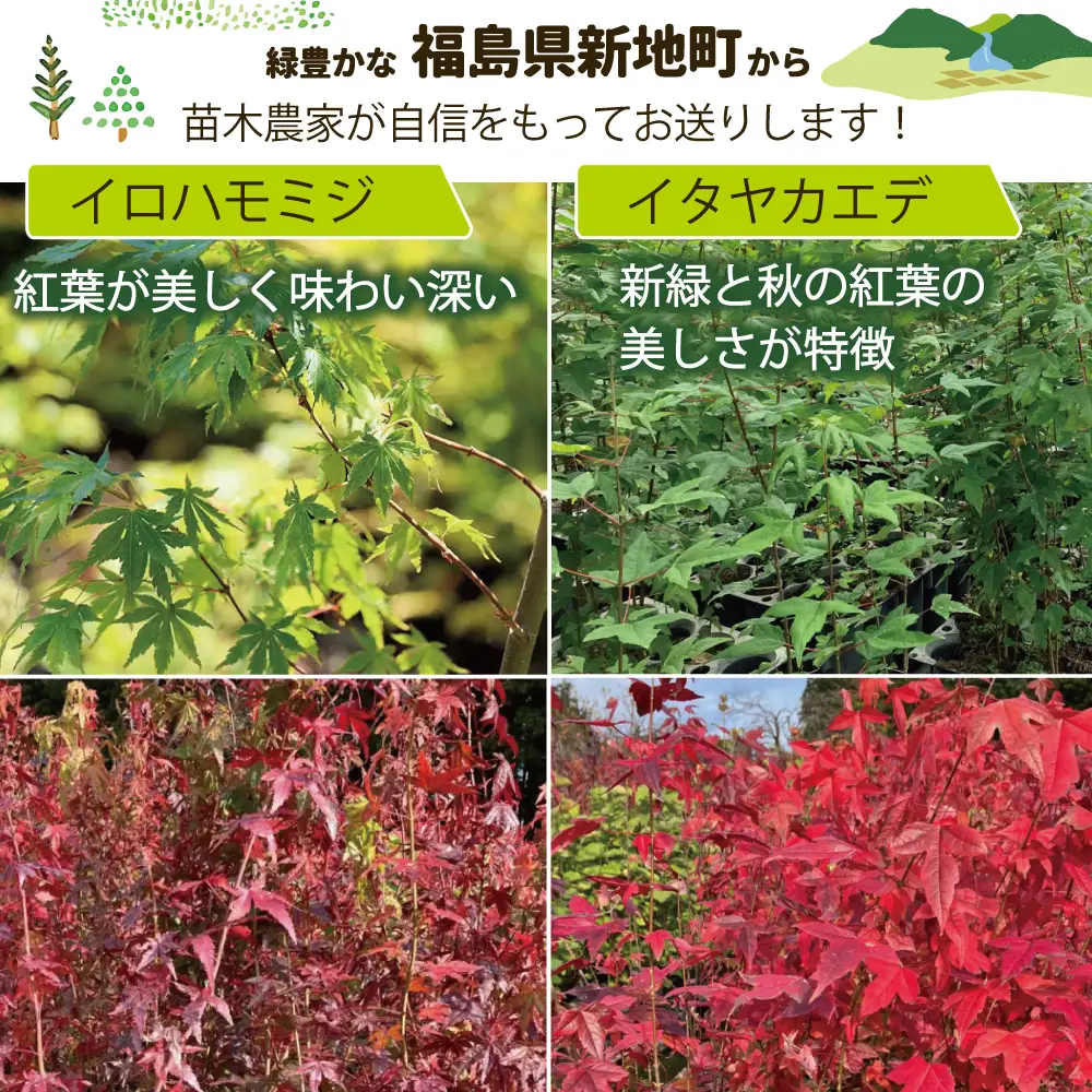 新地町産 苗木5種セット（サザンカ・イロハモミジ・ナンテン・イタヤカエデ・ツバキ） | 木 苗 人気 おすすめ 送料無料 里山 お取り寄せ 福島県 新地町 庭木 庭 森林 山茶花 さざんか いろはもみじ 紅葉 南天 なんてん 椿 つばき いたやかえで 訳あり