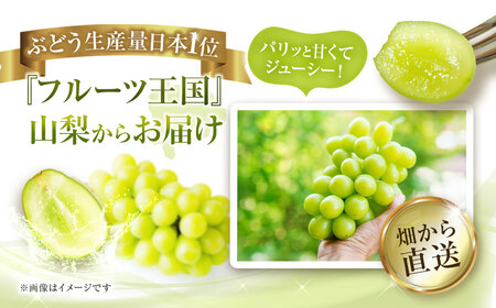 シャインマスカット 約1.8kg マスカット ぶどう ブドウ 葡萄 くだもの 果物 フルーツ 種なし 山梨県 中央市 送料無料 【2026年8月下旬-10月下旬発送予定】