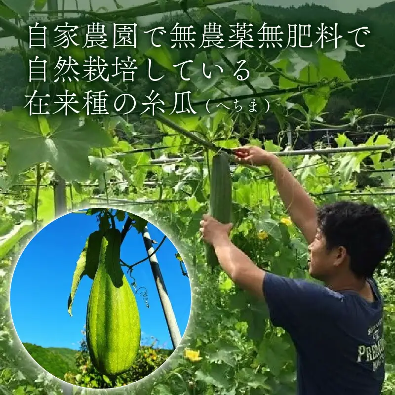 ヘチマたわし (Lサイズ) 未漂白 たわし ボディスポンジ 有機JAS認定農園