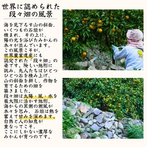 有田みかん 10kg / 和歌山 有田 広川 みかん ミカン 柑橘 果物 くだもの ギフト フルーツ 果実 ※2026年11月中旬〜翌年1月下旬頃に順次発送予定【hkt004-p-10】